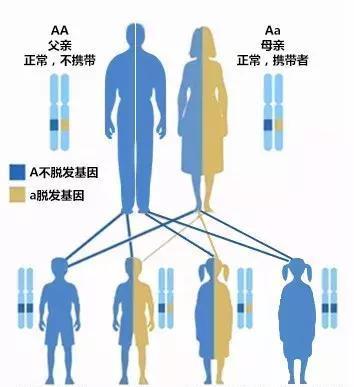 他被脫發(fā)“啃老”是與遺傳有關(guān)啊！